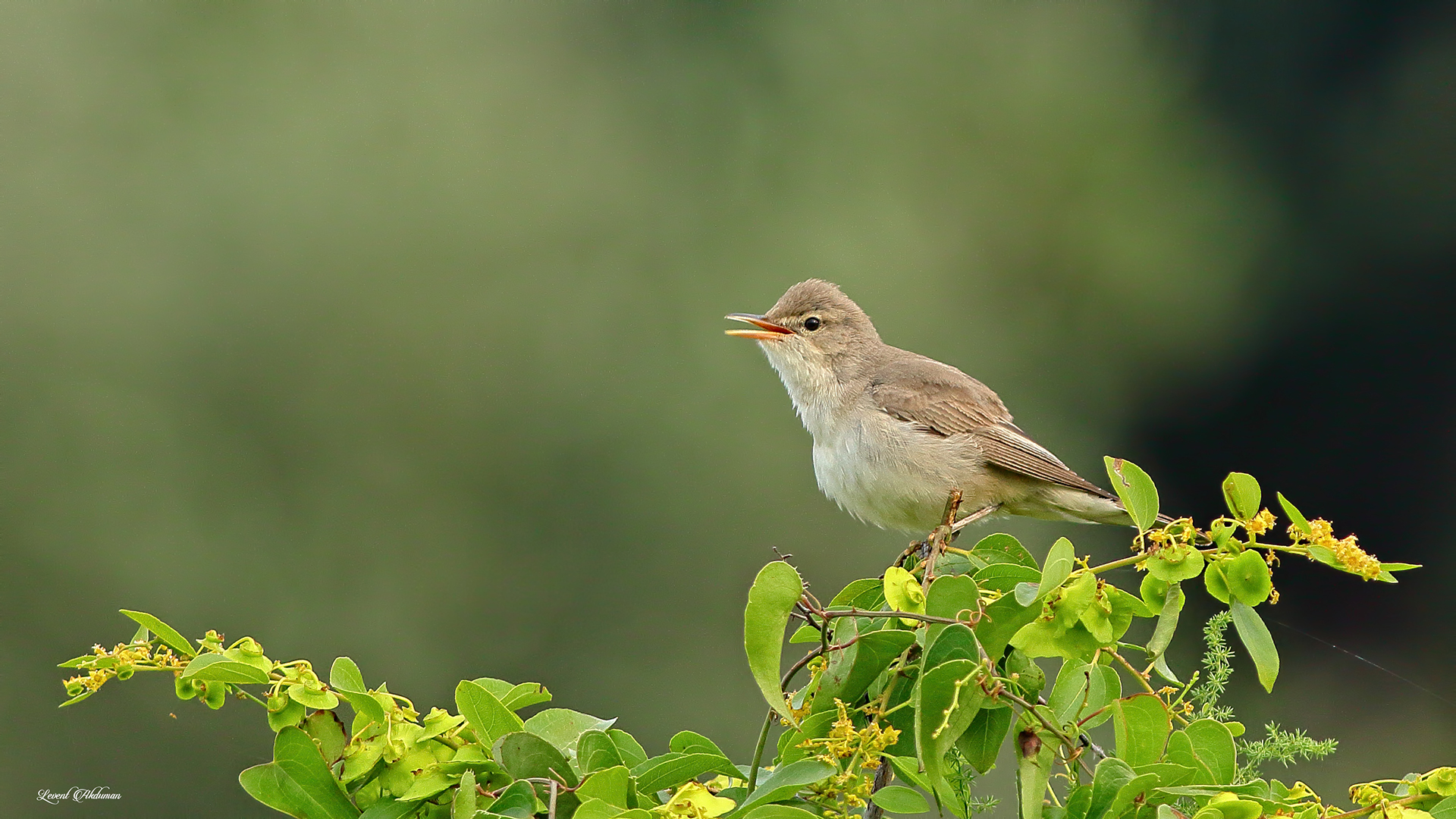 Eastern Olivaceous Warbler